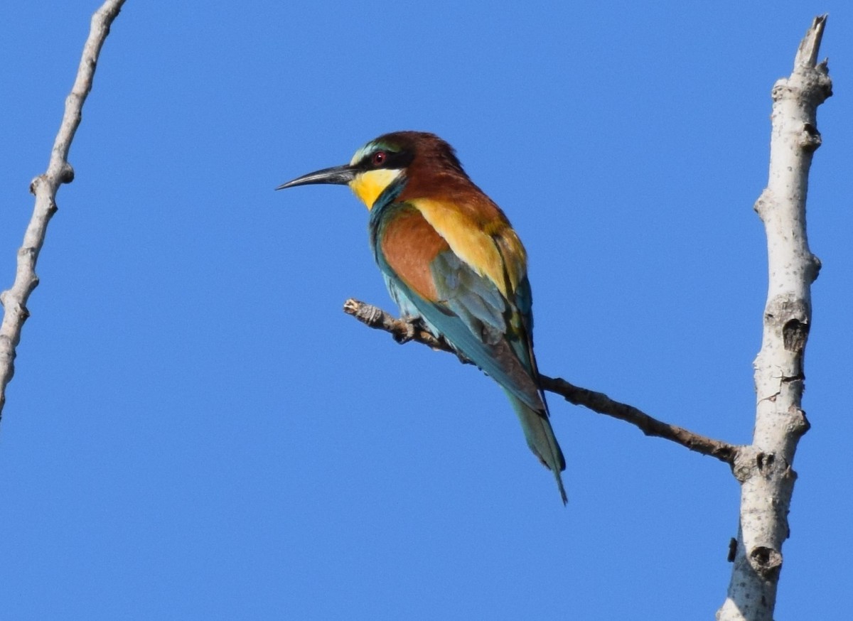 European Bee-eater - Dimitris Dimopoulos