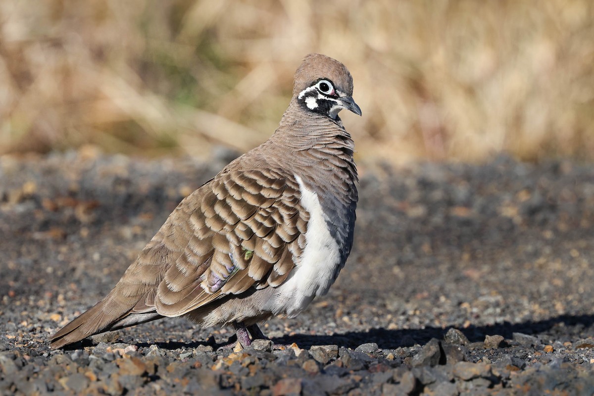 Squatter Pigeon - ML352270451