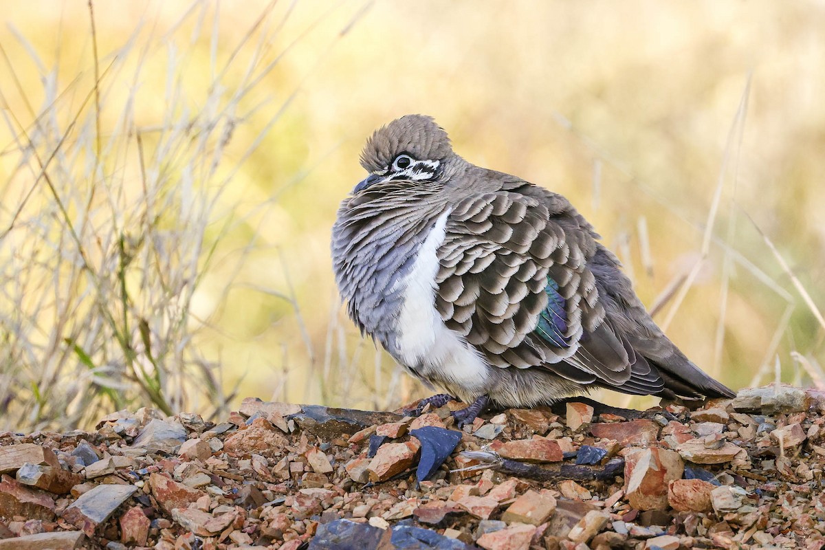 Squatter Pigeon - ML352270571