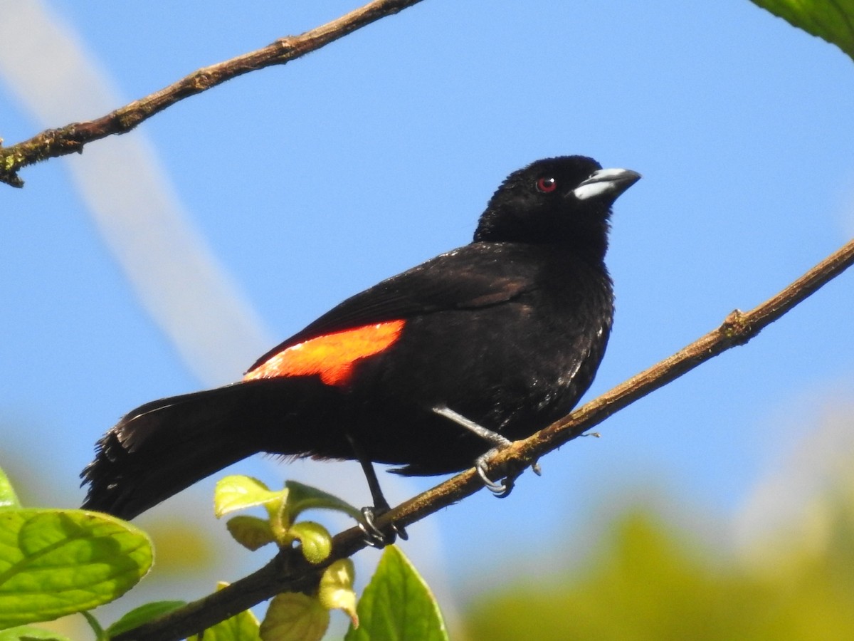 Scarlet-rumped Tanager - Daniel Garrigues