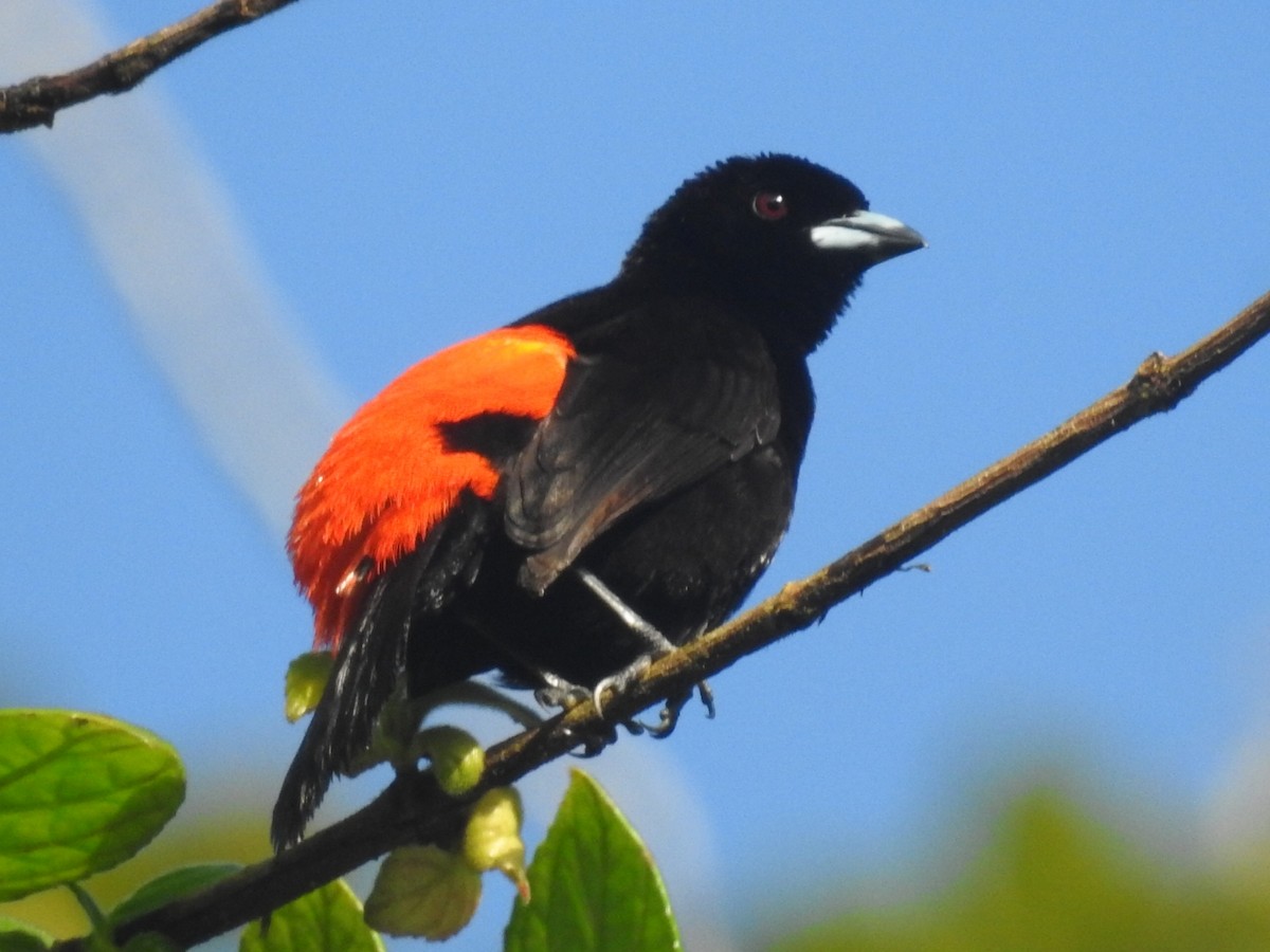 Scarlet-rumped Tanager - ML352271471