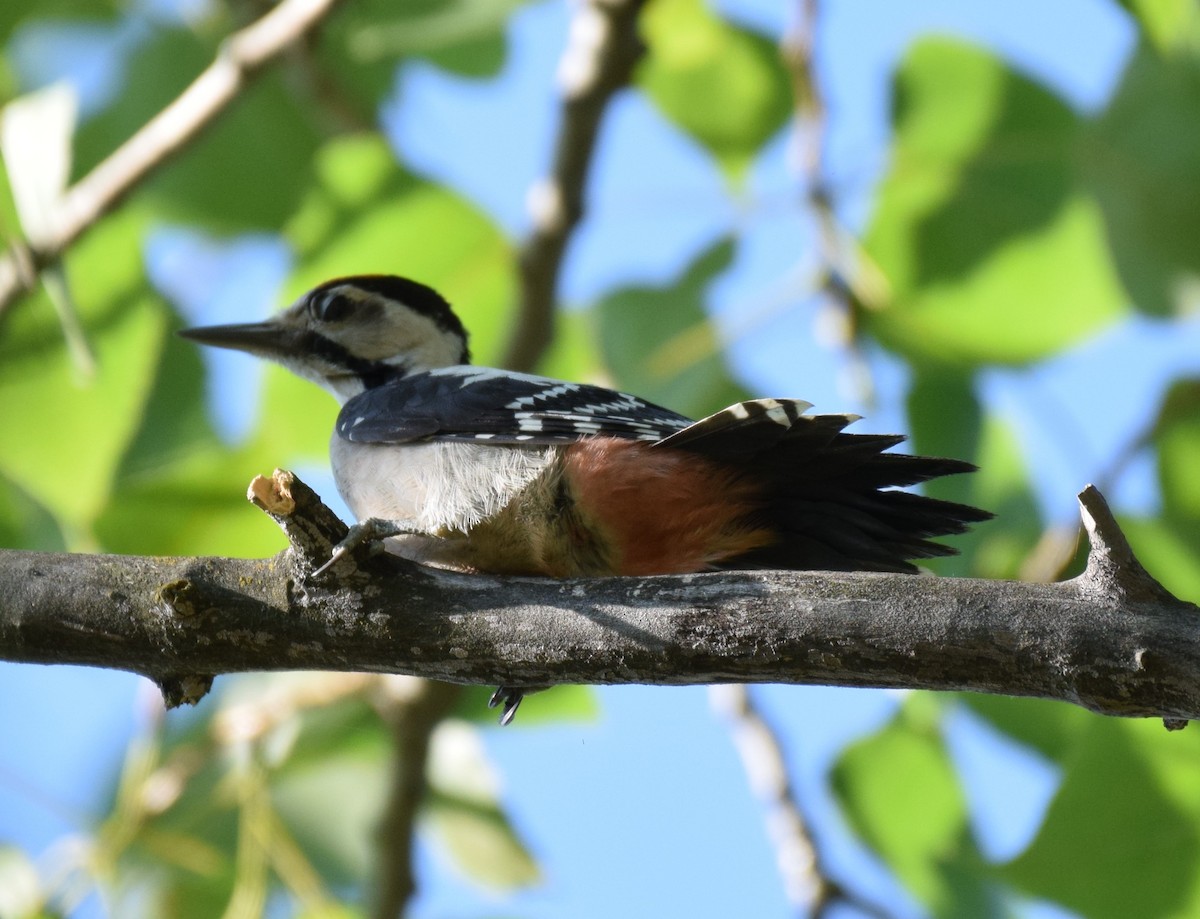 Syrian Woodpecker - Dimitris Dimopoulos