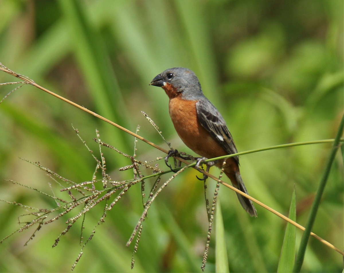 Ruddy-breasted Seedeater - ML352273621