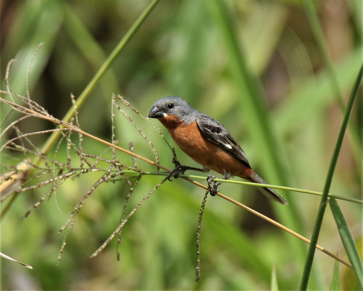 Ruddy-breasted Seedeater - Josue  de León Lux (Birding Guide) josuedeleonlux@gmail.com +502 3068 8988