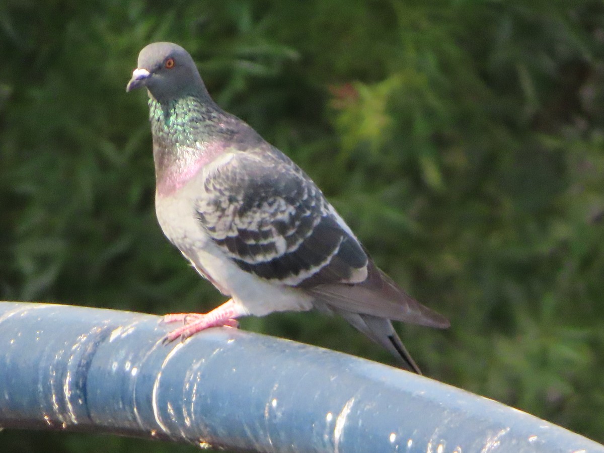 Rock Pigeon (Feral Pigeon) - Lisa Huffman