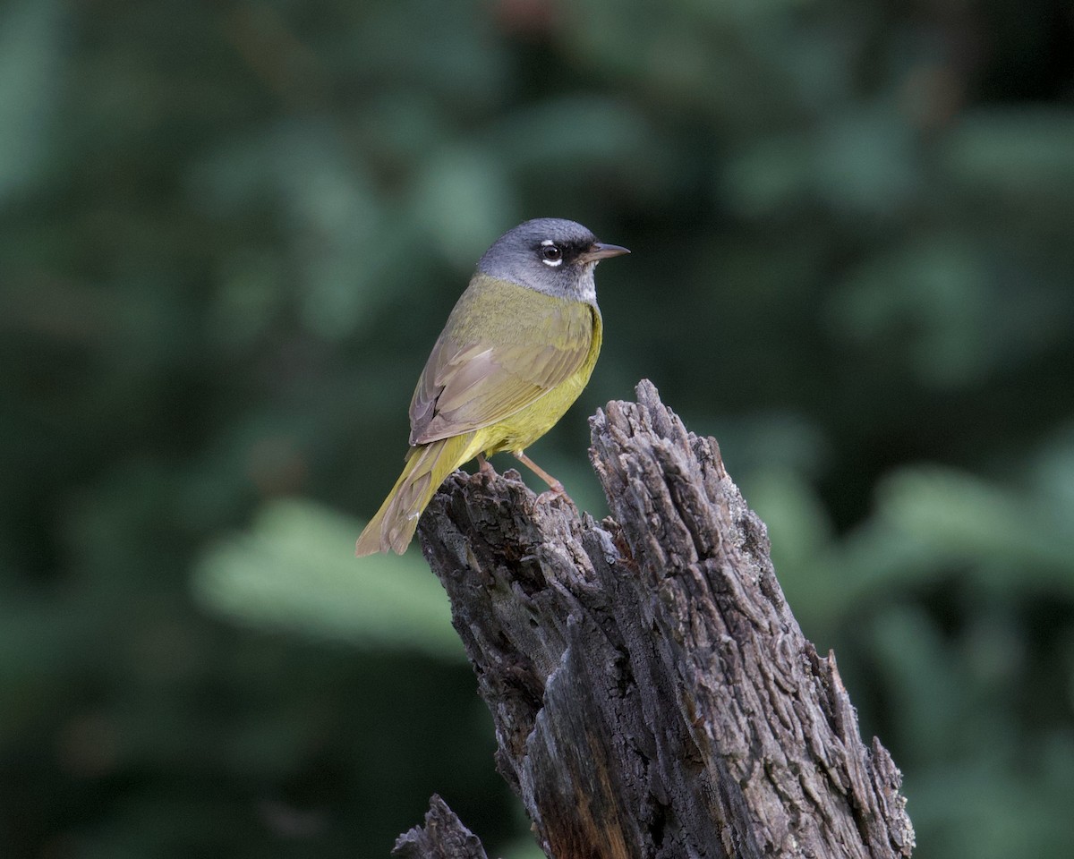 MacGillivray's Warbler - ML352274951