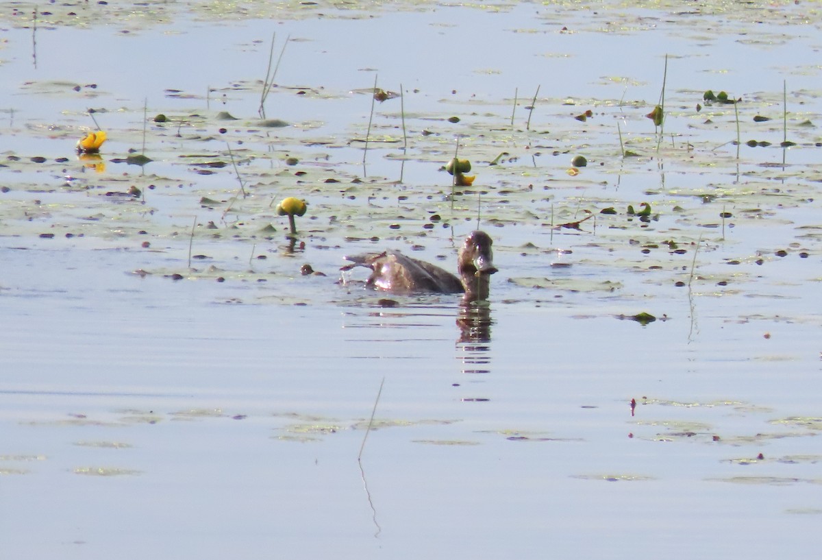 American Black Duck - ML352275911