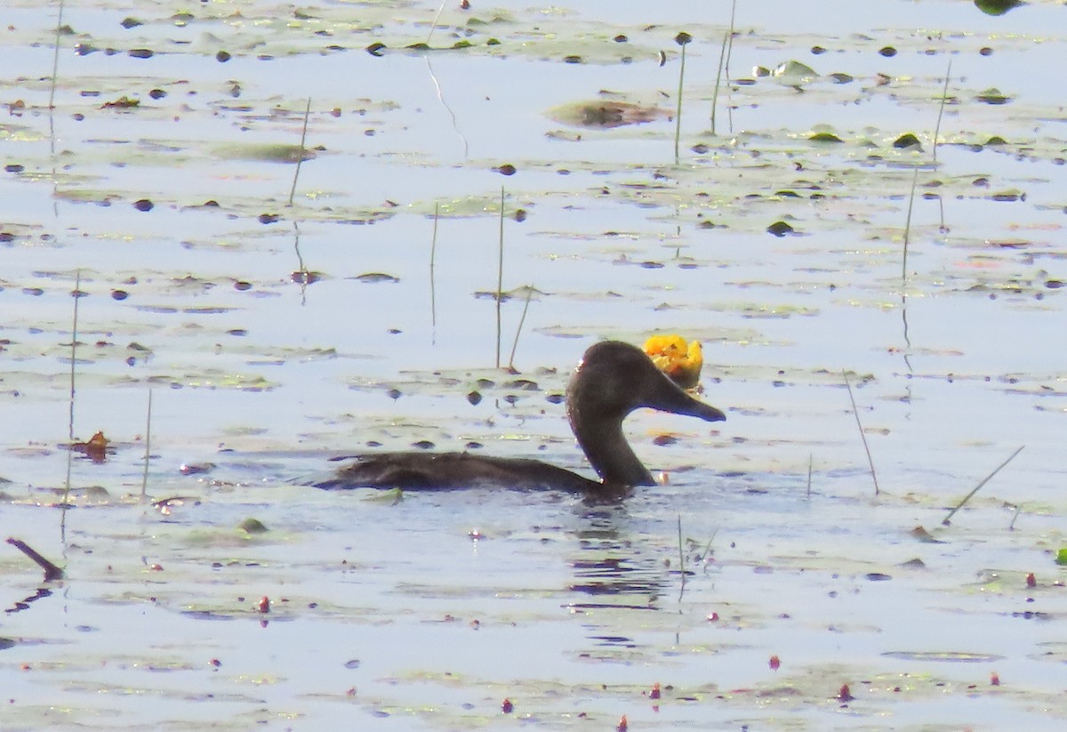 American Black Duck - ML352275931