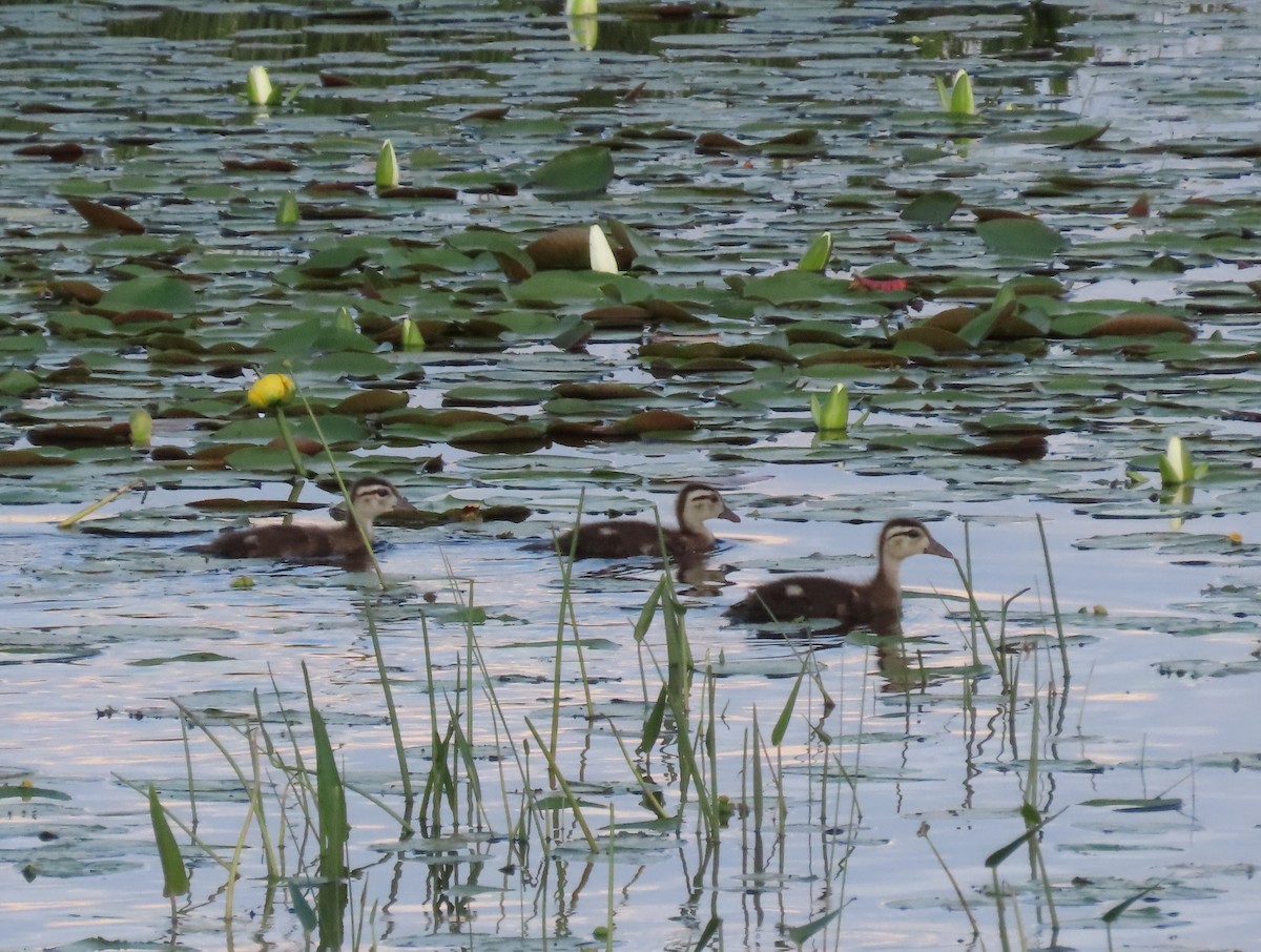 Wood Duck - ML352276061