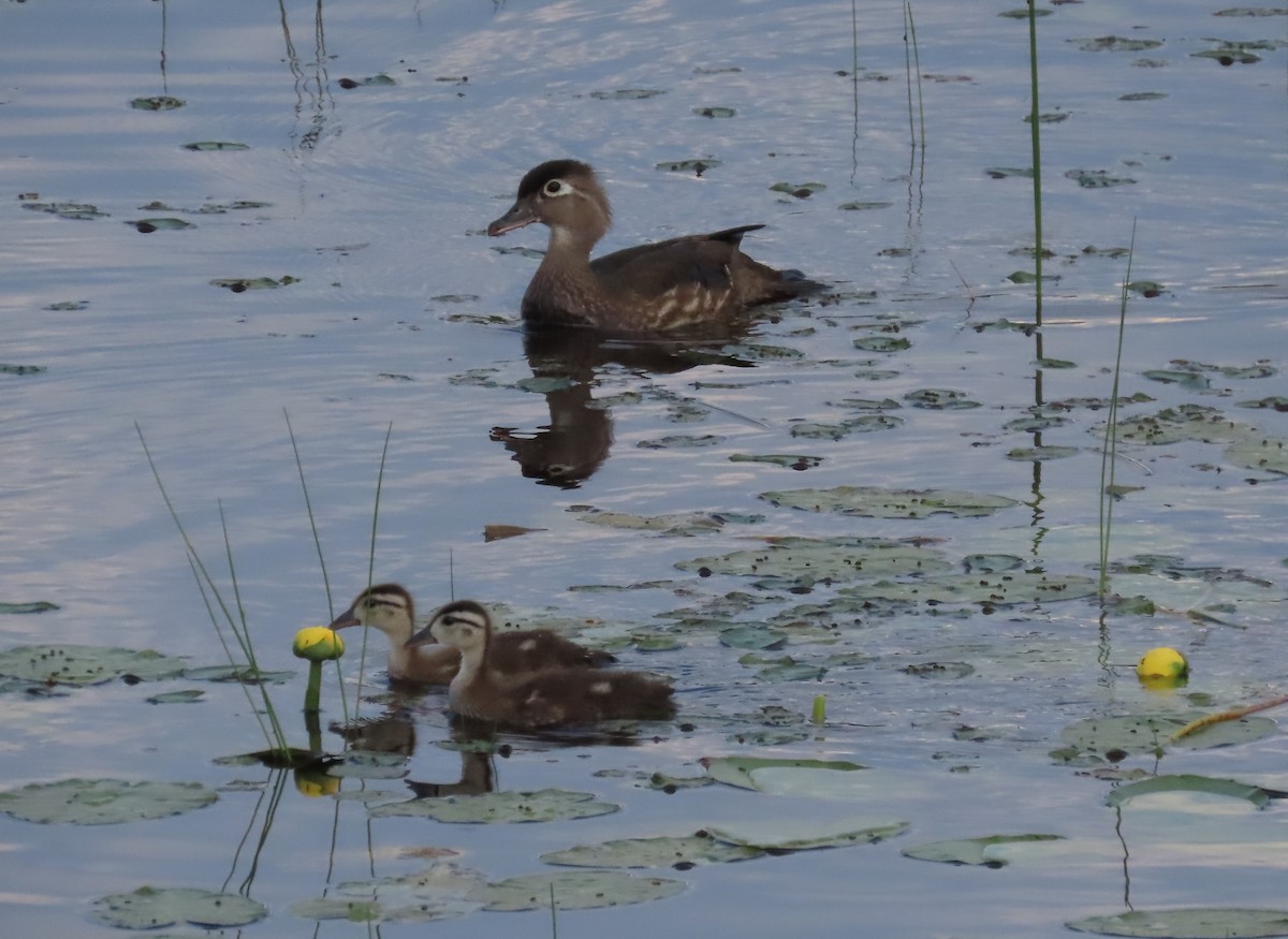 Wood Duck - Debbie van Zyl