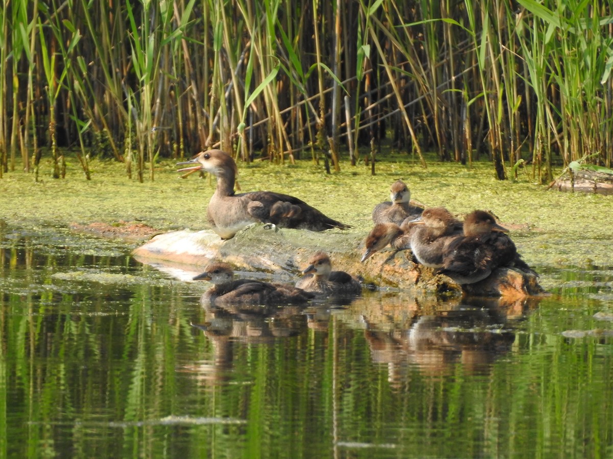 Hooded Merganser - ML352276471