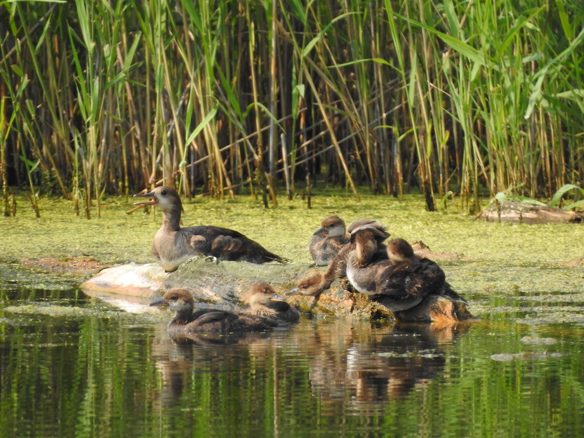 Hooded Merganser - ML352276481