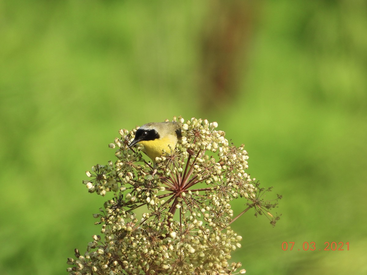 Common Yellowthroat - ML352276711