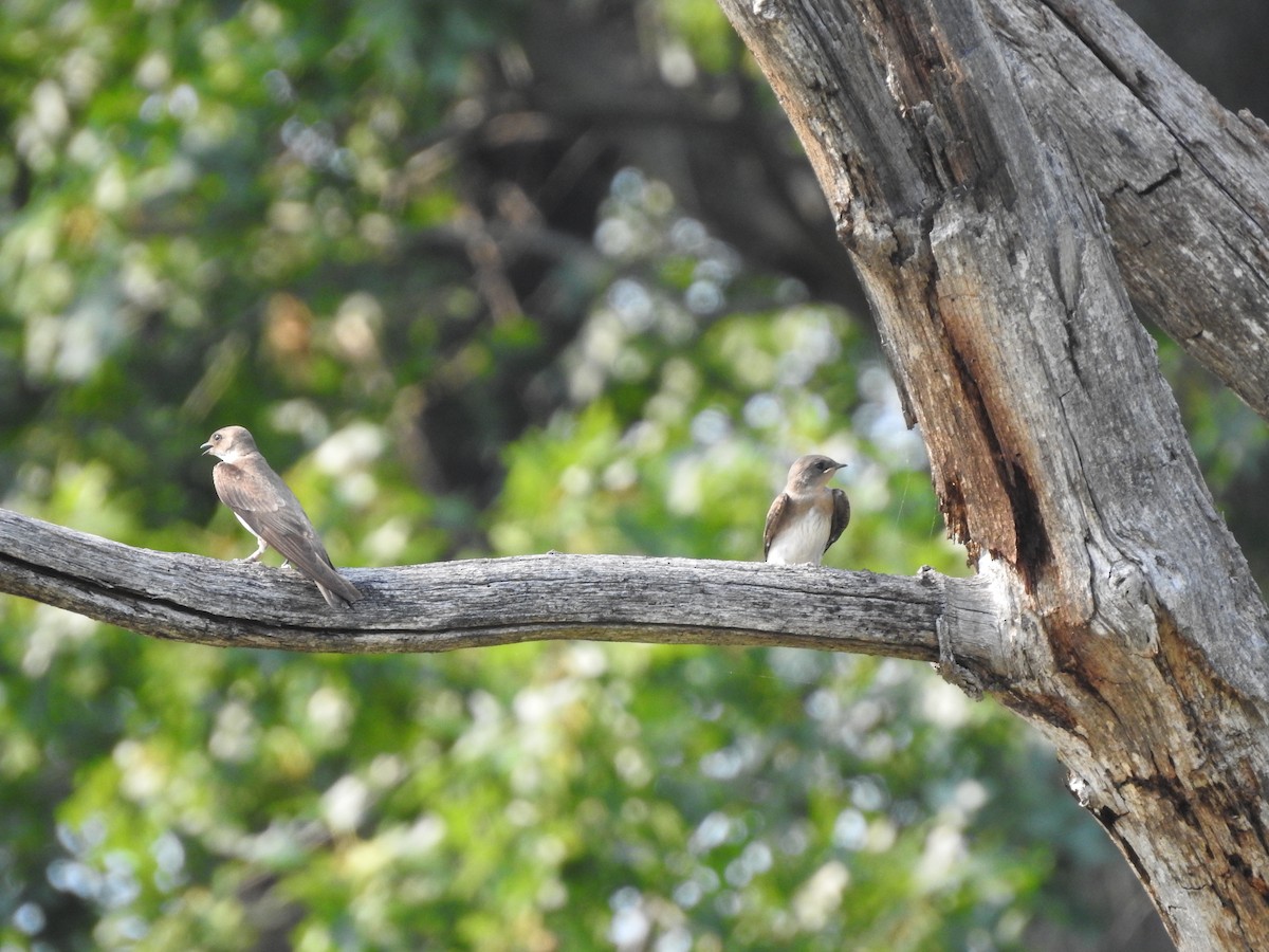 Northern Rough-winged Swallow - ML352276881