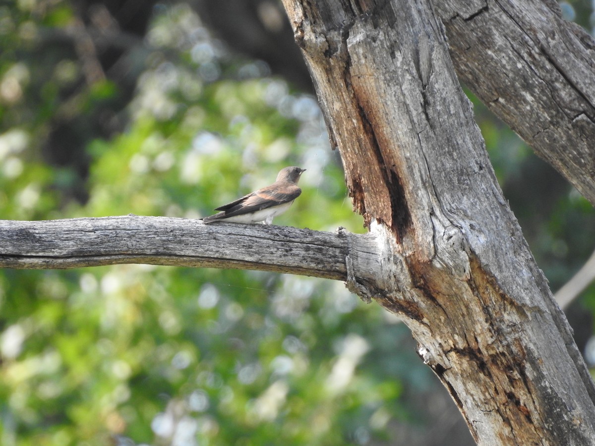 Northern Rough-winged Swallow - ML352276891