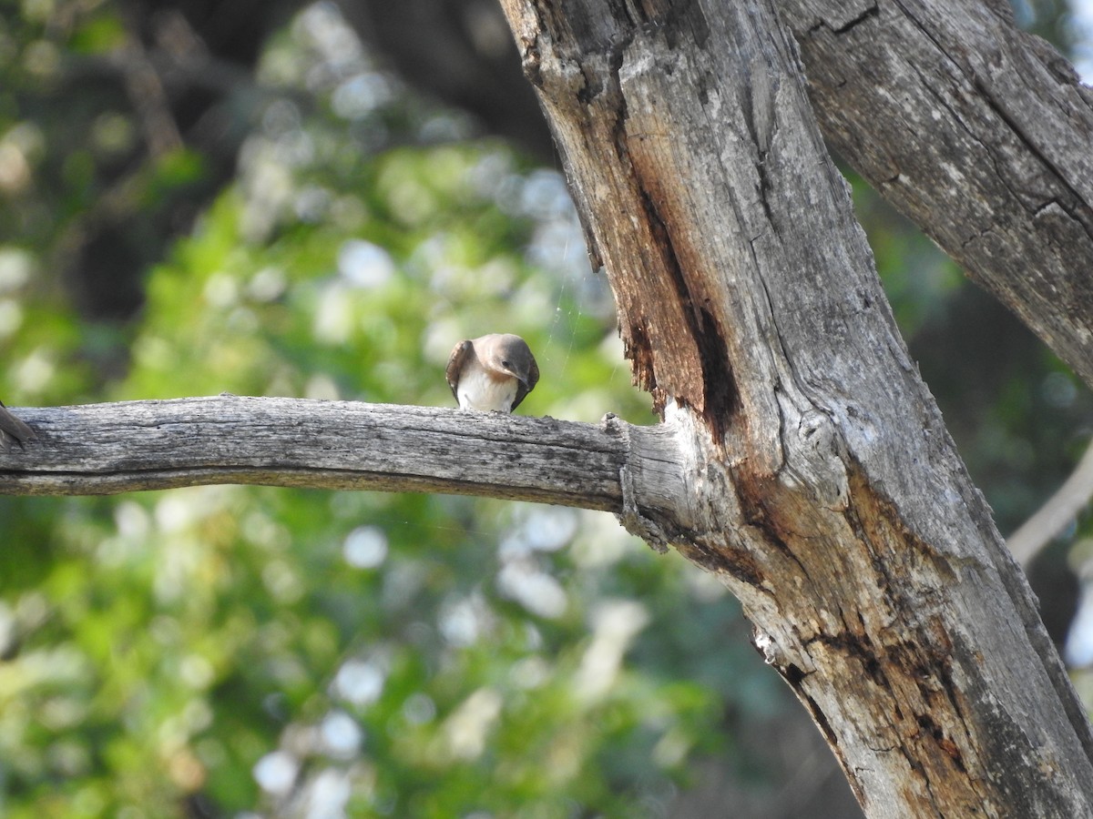 Northern Rough-winged Swallow - ML352276901