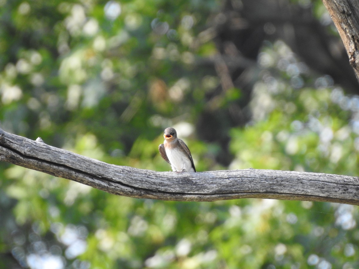 Northern Rough-winged Swallow - ML352277031