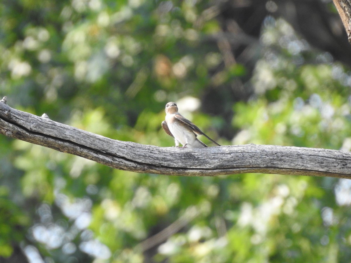 Northern Rough-winged Swallow - ML352277061