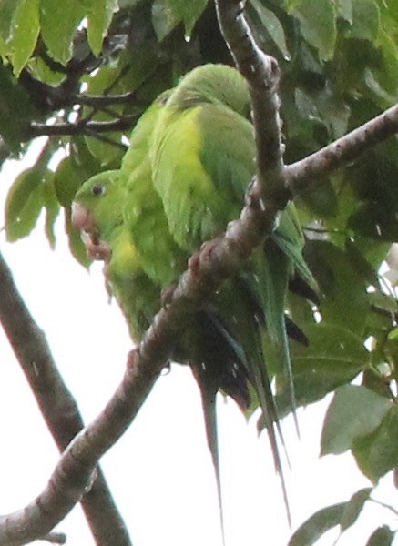 Plain Parakeet - ML35227751