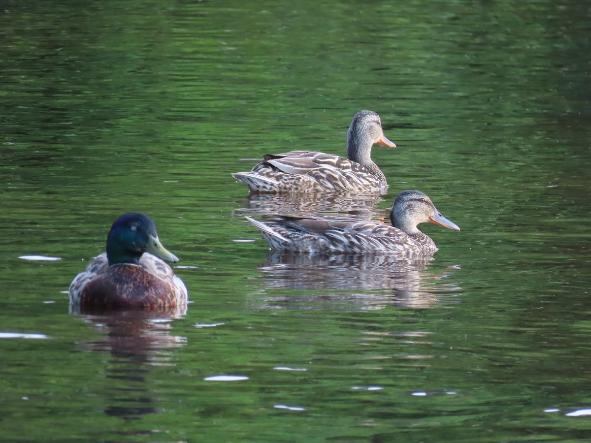 Canard colvert - ML352277511