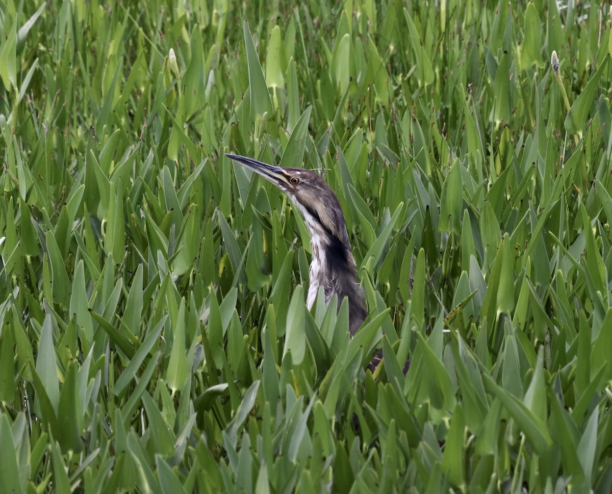 American Bittern - ML352278121