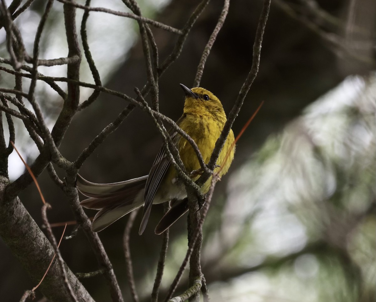 Pine Warbler - Paul Clarke