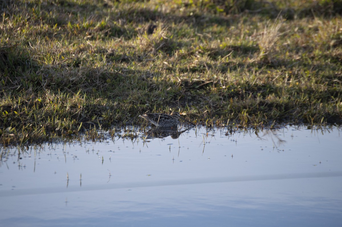 Pantanal/Magellanic Snipe - ML352278501