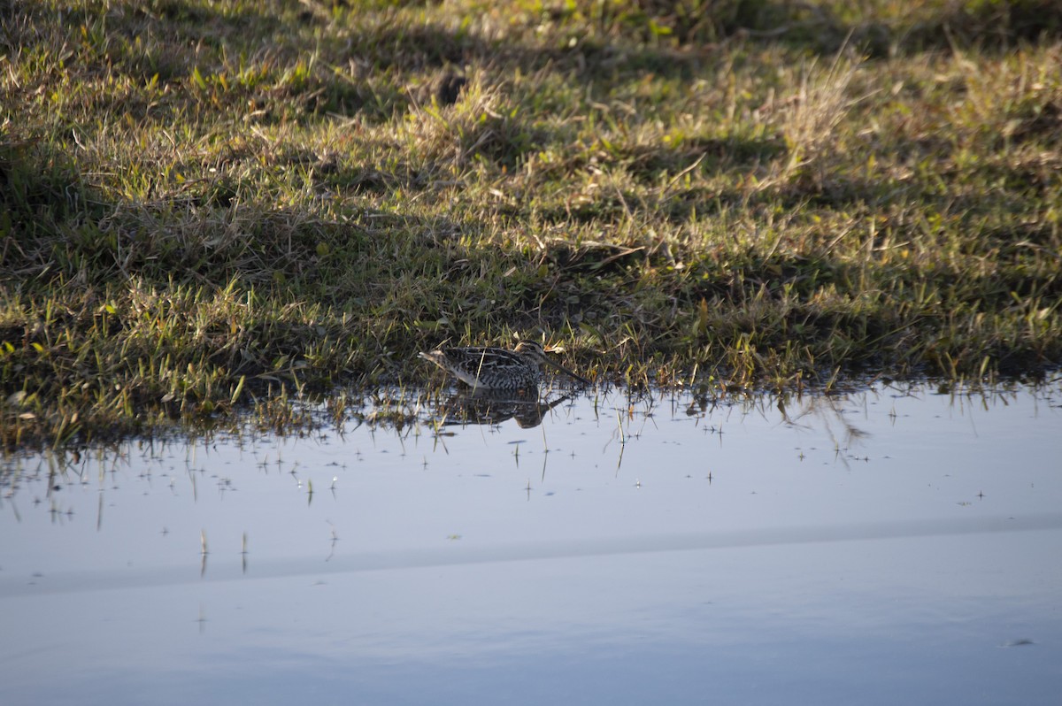 Pantanal/Magellanic Snipe - ML352278511