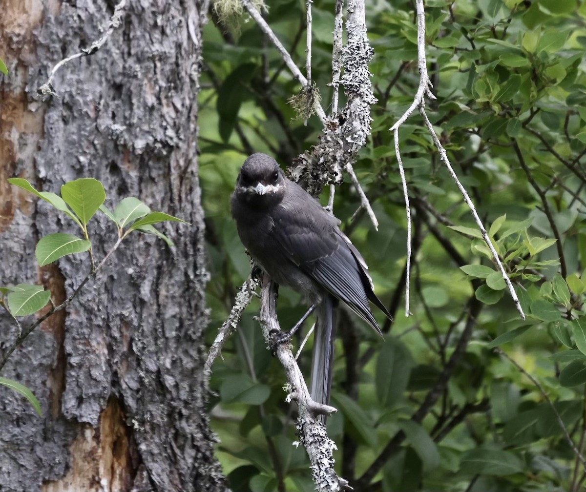 Canada Jay - ML352280541