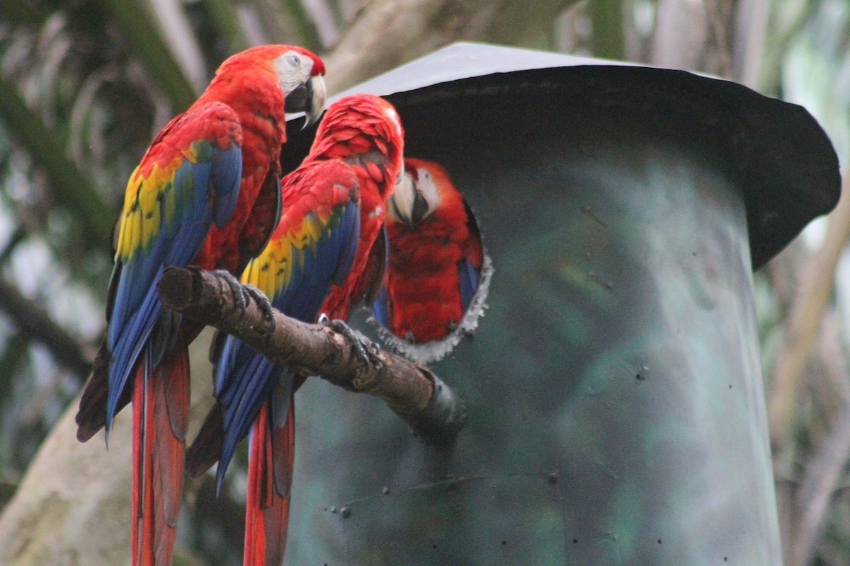 Scarlet Macaw - Justin Hartsell