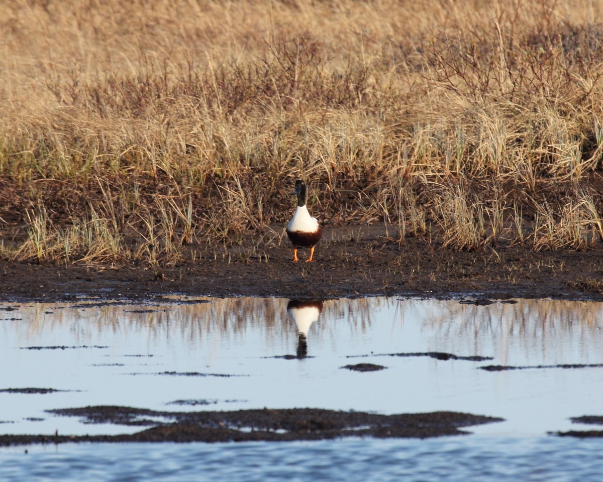 Northern Shoveler - ML35228211