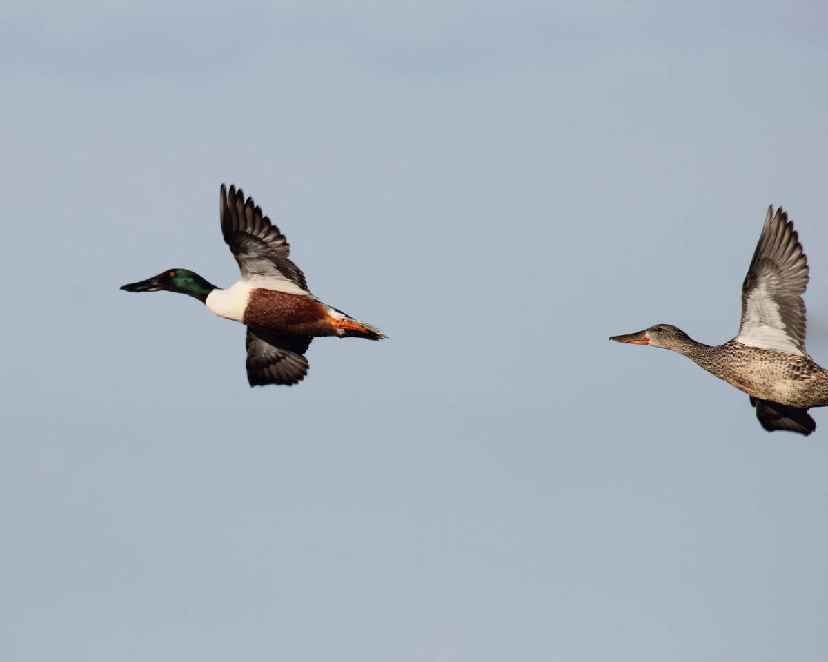 Northern Shoveler - ML35228221