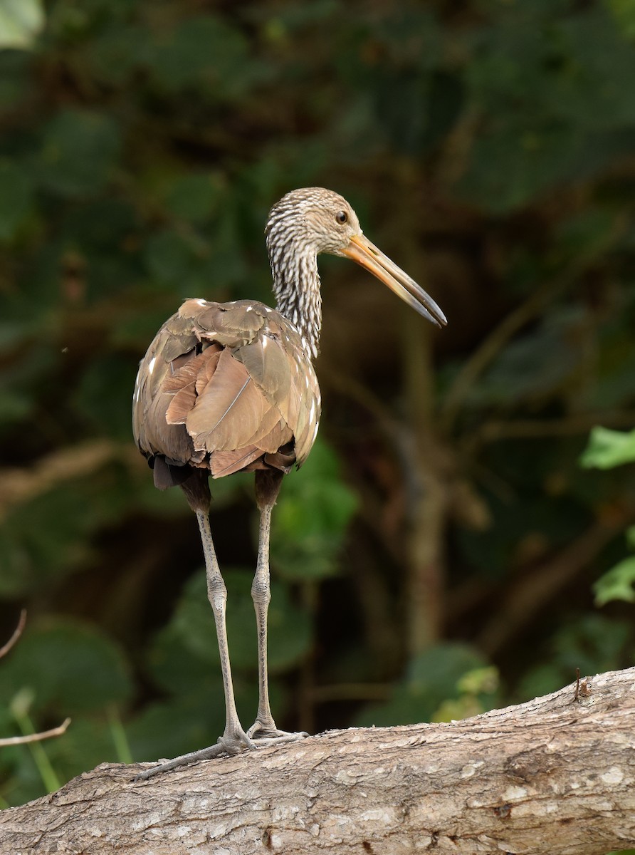 Limpkin - ML352282821