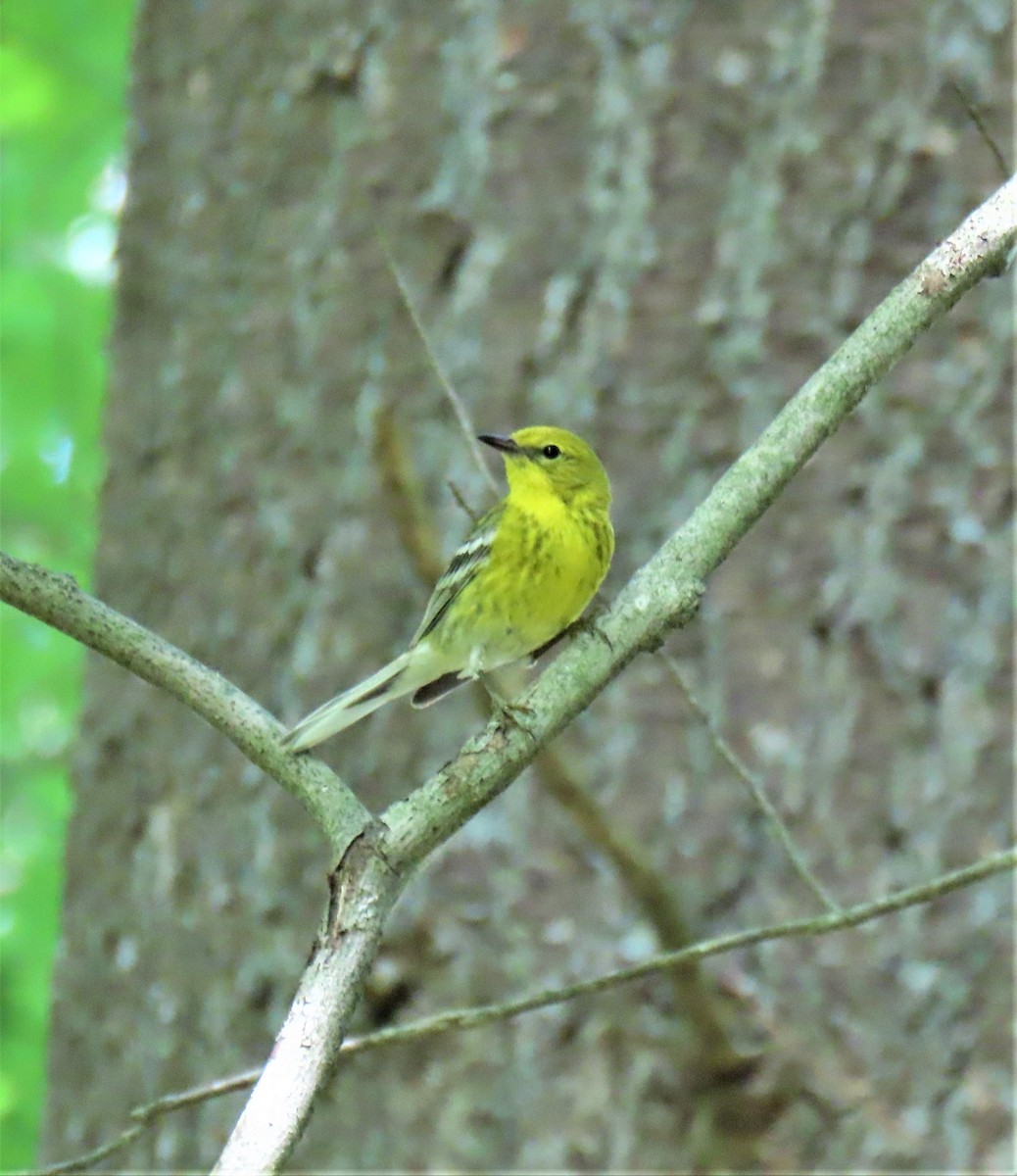 Pine Warbler - ML352283221