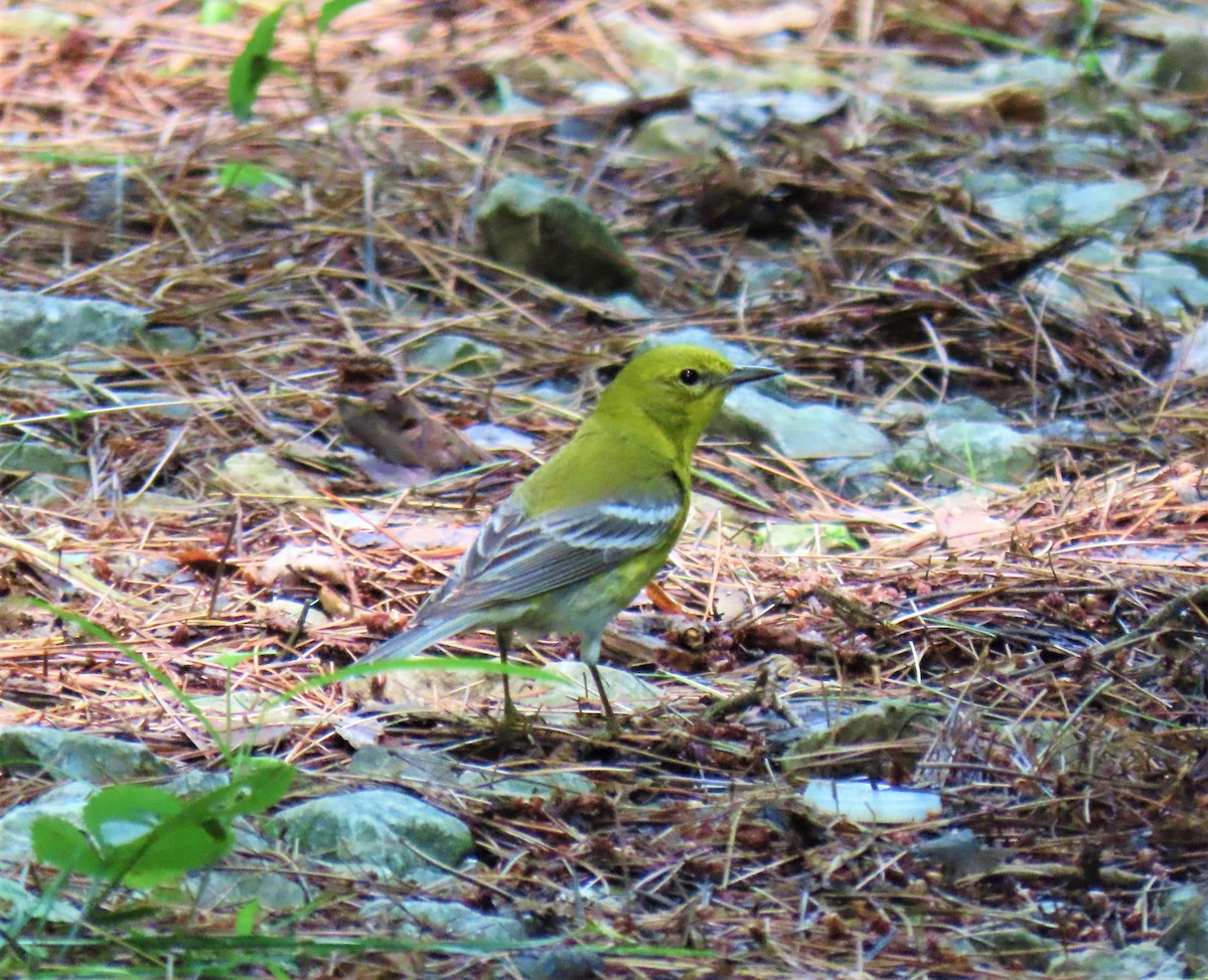 Pine Warbler - ML352283241