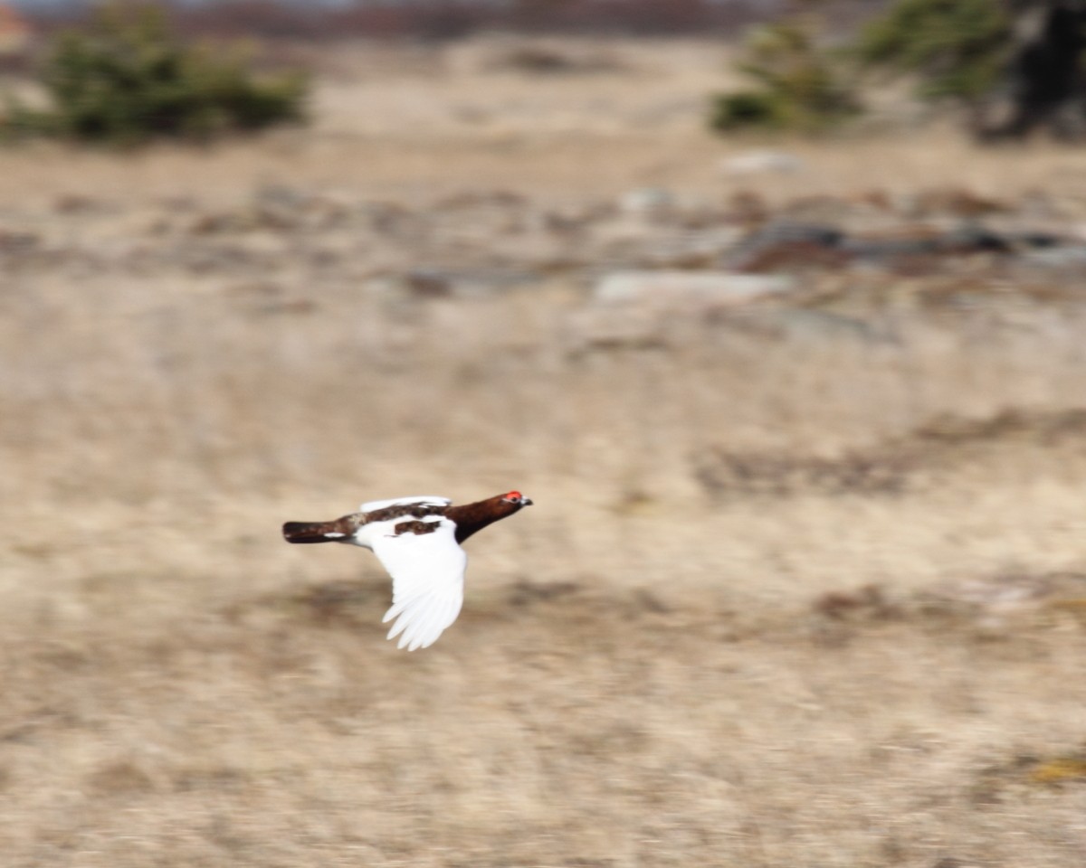 Willow Ptarmigan (Willow) - Mike V.A. Burrell