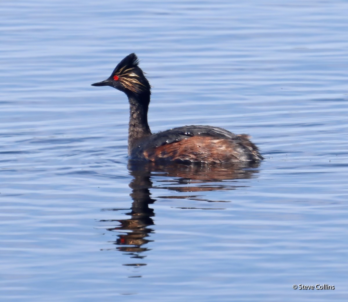 Eared Grebe - Steve Collins