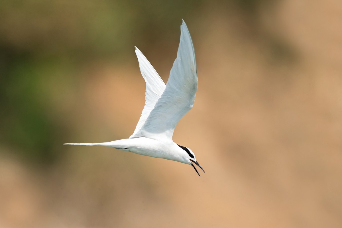Black-naped Tern - ML352284511