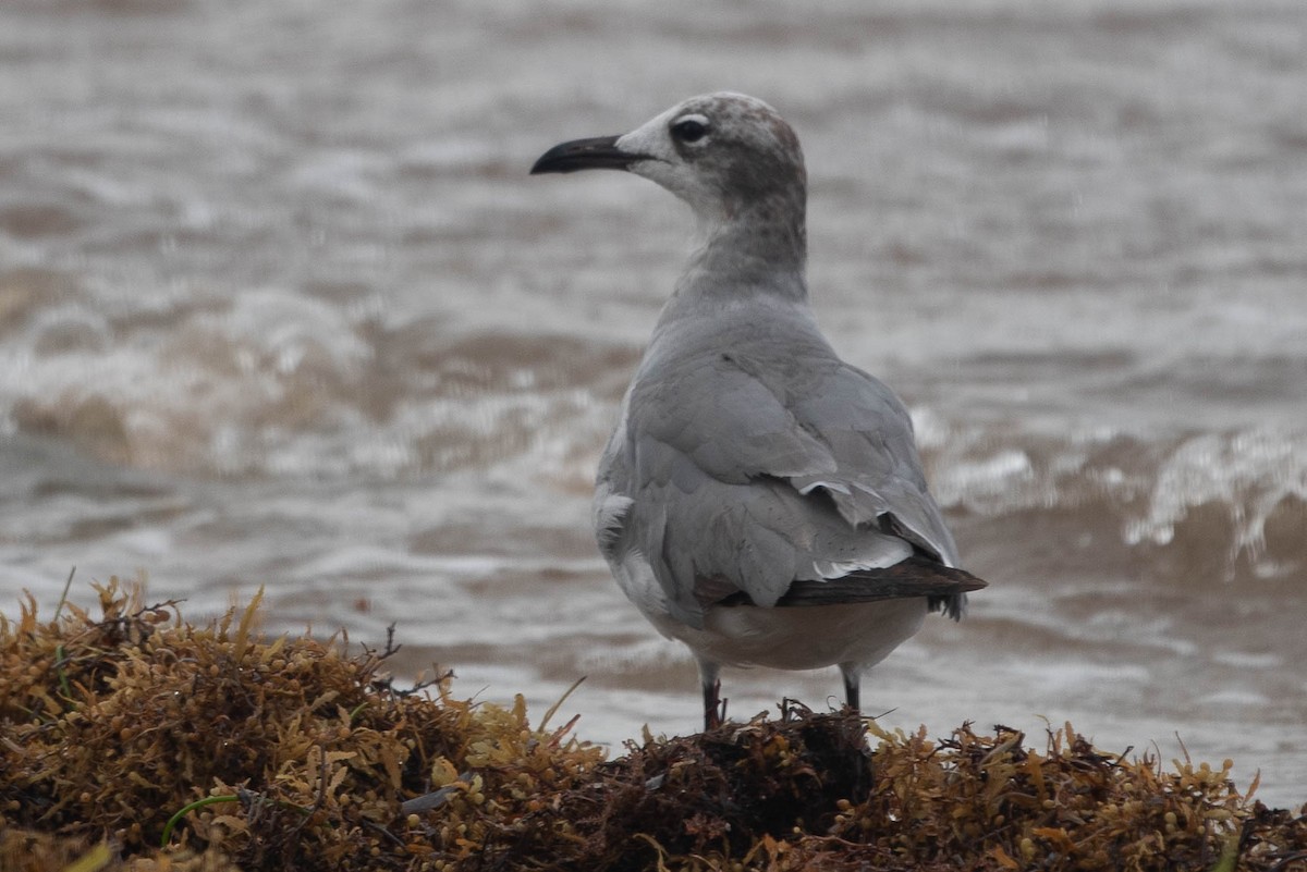 Mouette atricille - ML352285141