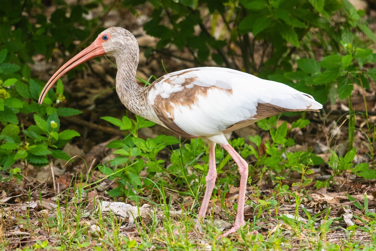 Ibis blanc - ML352285481