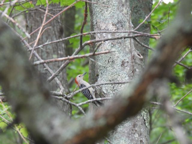 Red-bellied Woodpecker - ML352286371