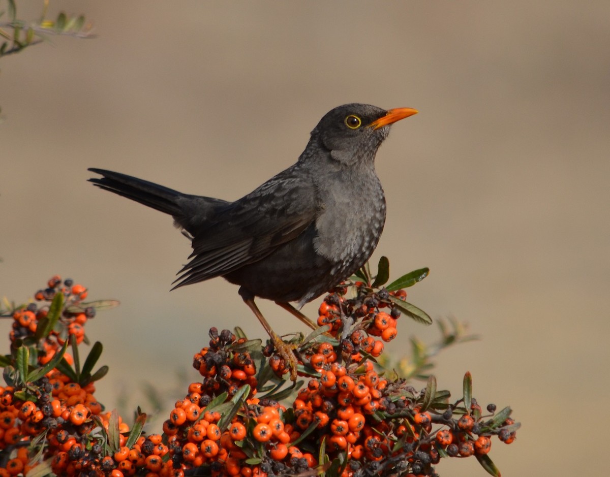 Chiguanco Thrush - ML352286481