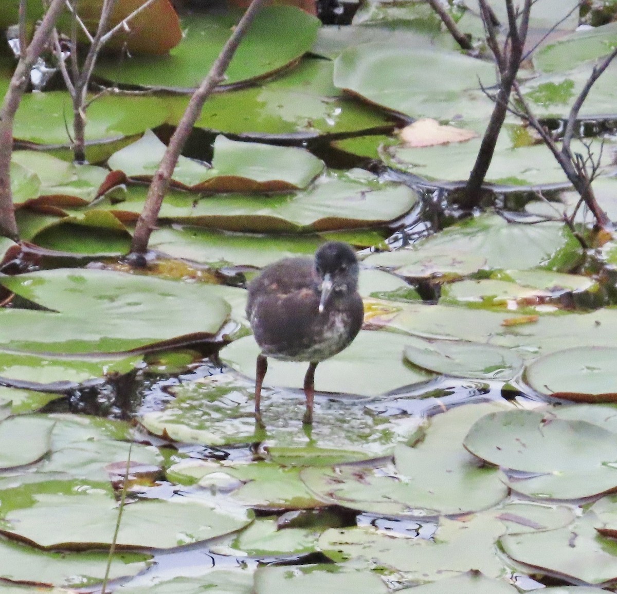 Virginia Rail - Susan Ells