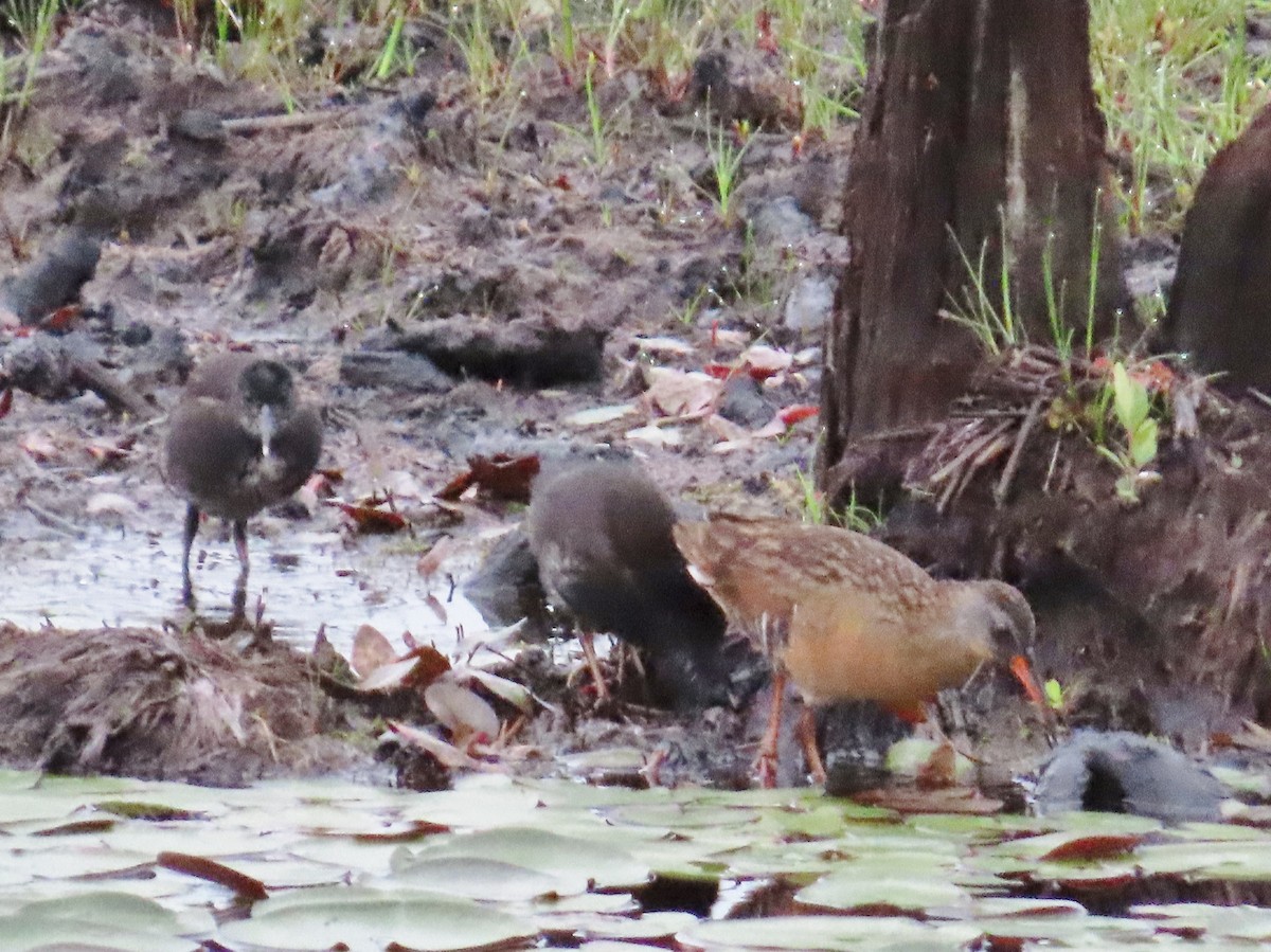 Virginia Rail - Susan Ells