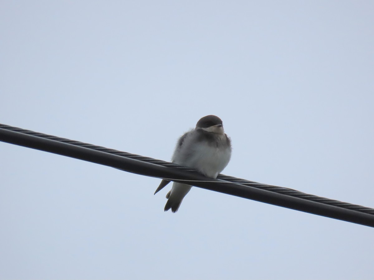 Tree Swallow - ML352286871