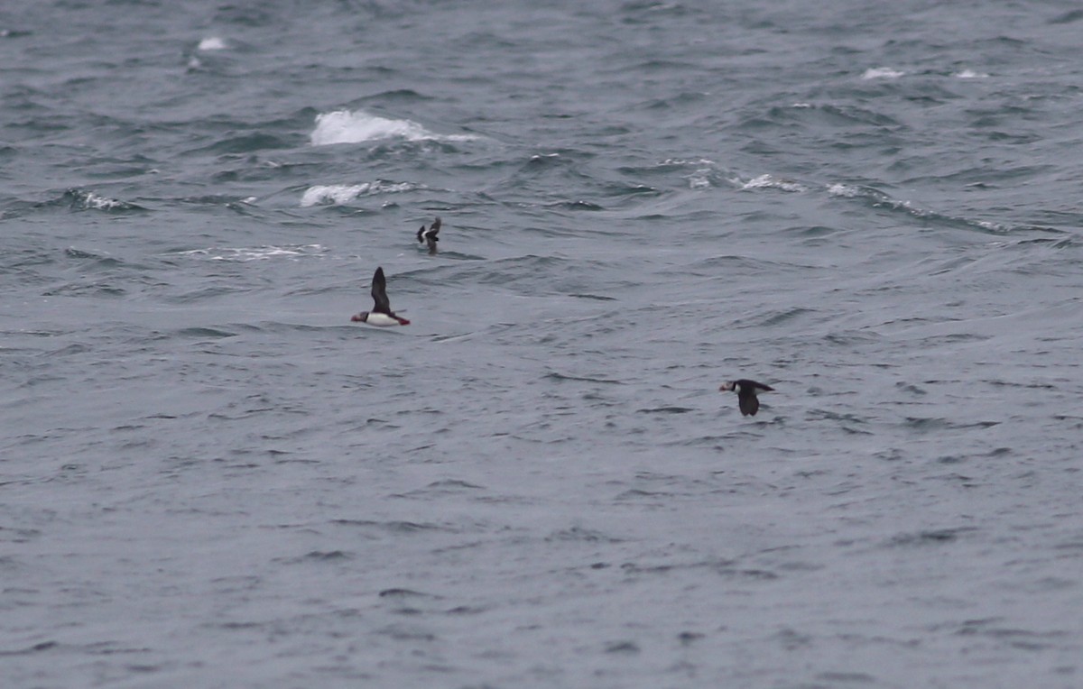 Atlantic Puffin - ML352288611