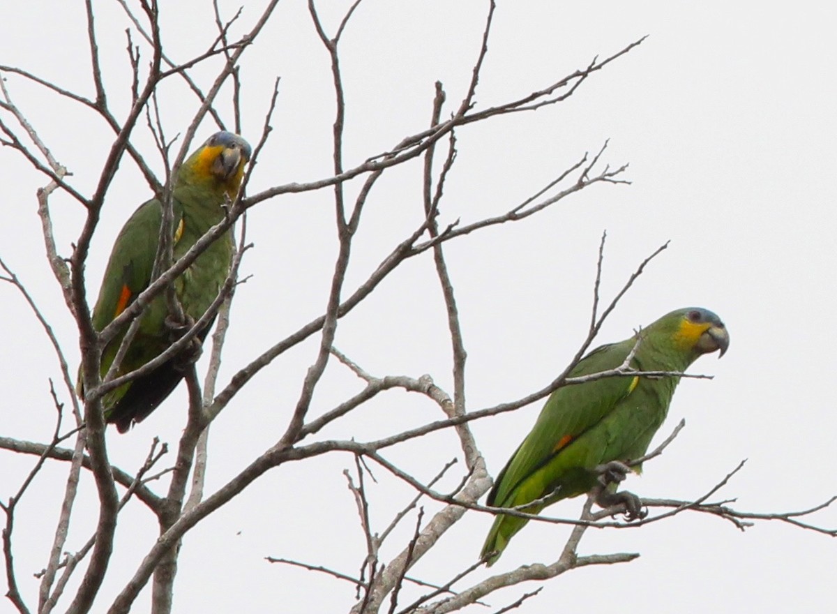 Orange-winged Parrot - Dave Czaplak