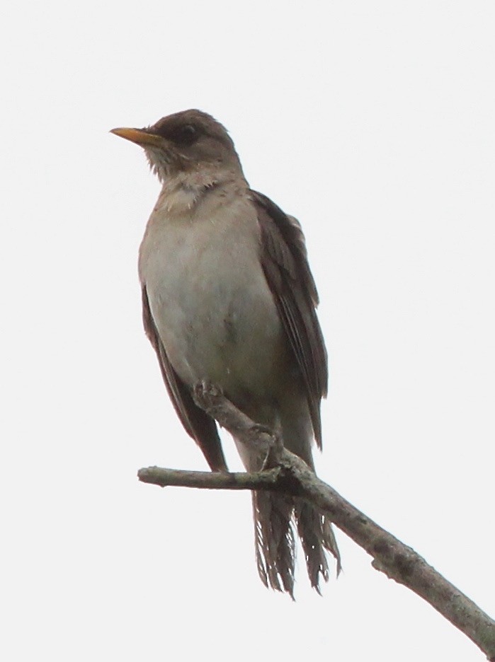 Creamy-bellied Thrush - Dave Czaplak