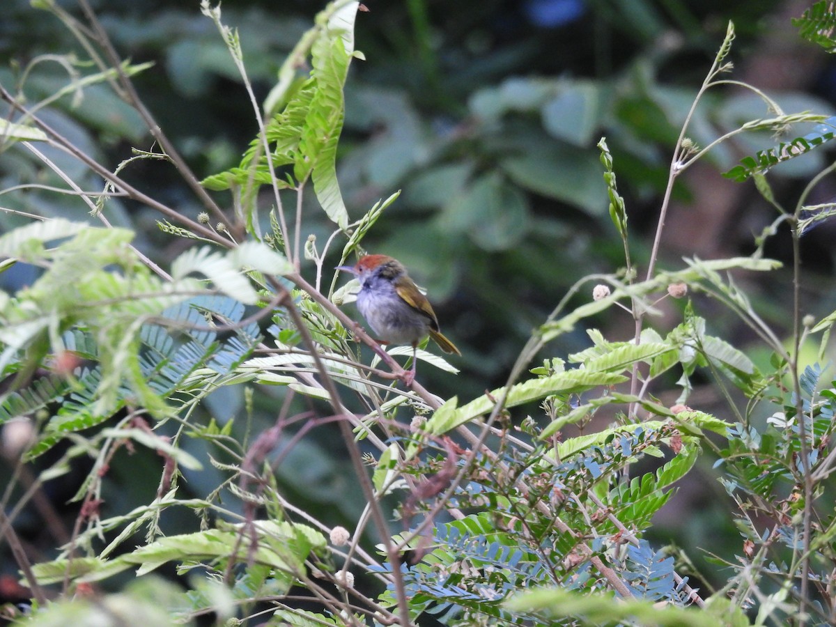 Dark-necked Tailorbird - Thananh KH.