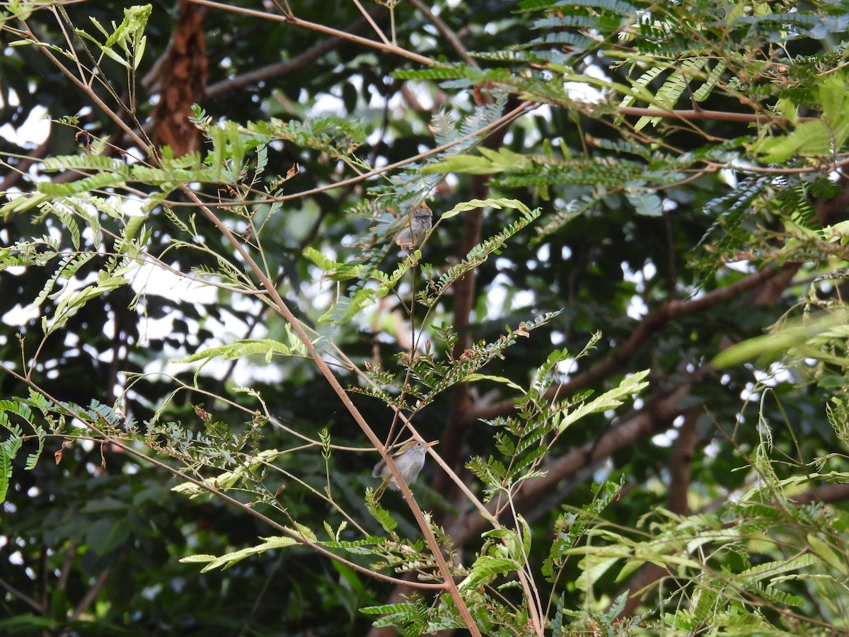 Dark-necked Tailorbird - ML352289781